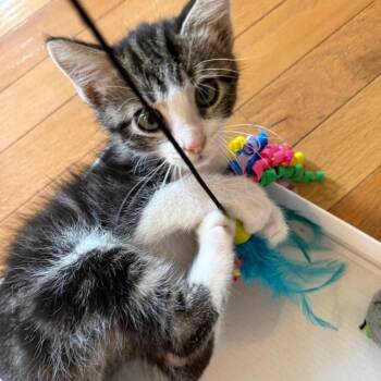 Sunny -  Domestic Medium Hair Cat for Adoption in Chesapeake, Virginia - Sunny | PetCurious