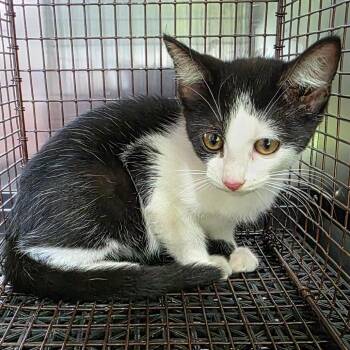Martin -  Domestic Short Hair Cat for Adoption in West Des Moines, Iowa - Martin | PetCurious