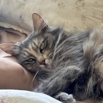 Domestic Long Hair Cats Available for Adoption in Richmond, Virginia - Esmeralda | PetCurious