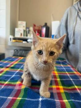 Cheeto -  Domestic Short Hair Cat for Adoption in Marion, Ohio - Cheeto | PetCurious