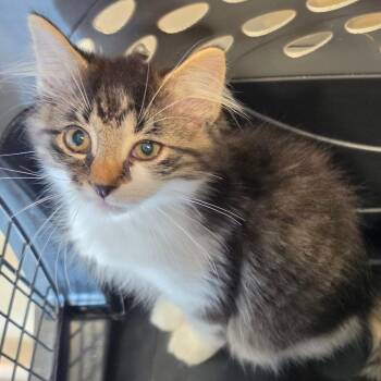 Honor -  Domestic Long Hair Cat for Adoption in Tipton, Indiana - Honor | PetCurious