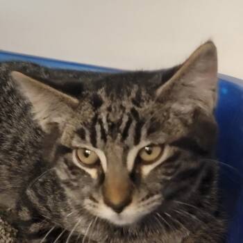 Rescue Domestic Short Hair Cats for Adoption in Troy, Illinois - Stetson | PetCurious