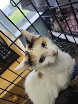 Rescue Domestic Short Hair Cats for Adoption in Evansville, Indiana - Uganda | PetCurious