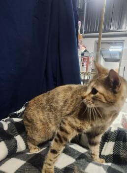 Domestic Short Hair and Tabby Cats Available for Adoption in Lexington, Tennessee - SYDNEY | PetCurious