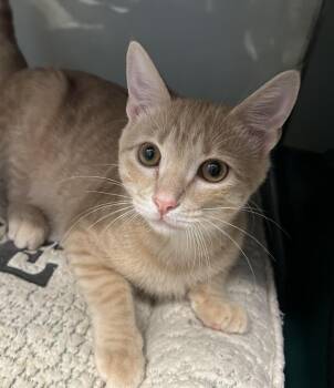 Maynard -  Domestic Short Hair Cat for Adoption in Little Elm, Texas - Maynard | PetCurious