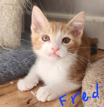 Fred -  Domestic Short Hair Cat for Adoption in Sonora, California - Fred | PetCurious