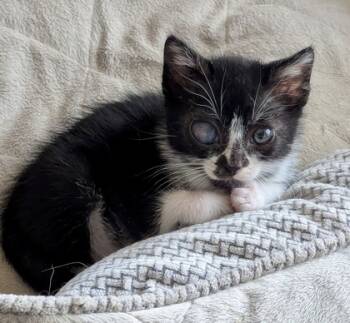 Rescue Domestic Short Hair Cats for Adoption in Fort Worth, Texas - Pancake (pre Adopt) | PetCurious