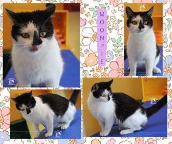 American Shorthair and Domestic Short Hair Cats Available for Adoption - MOONPIE | PetCurious