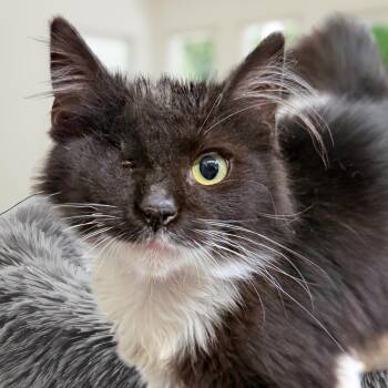 Summer -  Domestic Medium Hair Cat for Adoption in Mount Rainier, Maryland - Summer | PetCurious