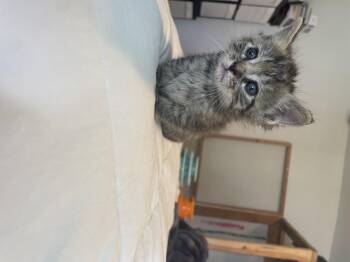 Domestic Short Hair Cats Available for Adoption in Long Beach, California - Cashew | PetCurious