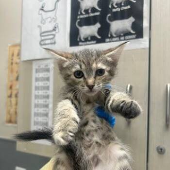 STRAWBERRY -  Domestic Short Hair Cat for Adoption in Las Vegas, Nevada - STRAWBERRY | PetCurious