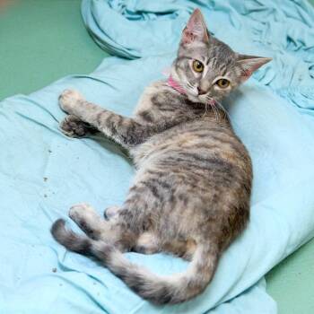 Alita -  Domestic Short Hair Cat for Adoption in Memphis, Tennessee - Alita | PetCurious