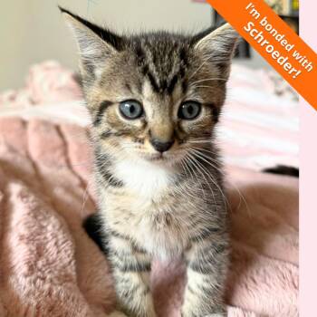 Sally -  Domestic Short Hair Cat for Adoption in Pleasant Hill, California - Sally | PetCurious