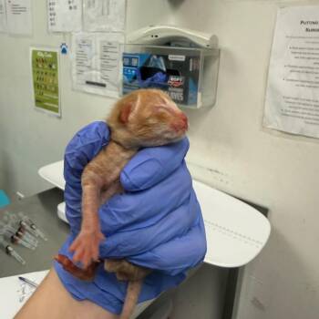 Batiks -  Domestic Short Hair Cat for Adoption in Charleston, West Virginia - Batiks | PetCurious