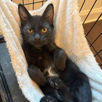 Solo -  Domestic Short Hair Cat for Adoption in Knoxville, Tennessee - Solo | PetCurious