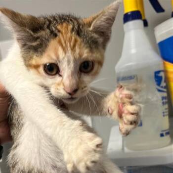 Mariama -  Domestic Short Hair Cat for Adoption in Chattanooga, Tennessee - Mariama | PetCurious