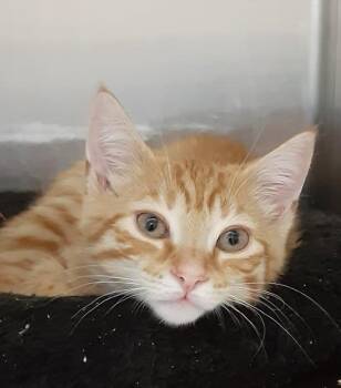 COLLIN -  American Shorthair Cat for Adoption in Massapequa, New York - COLLIN | PetCurious
