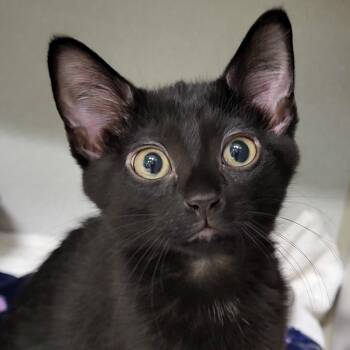 Cayenne -  Domestic Short Hair Cat for Adoption in Grayslake, Illinois - Cayenne | PetCurious