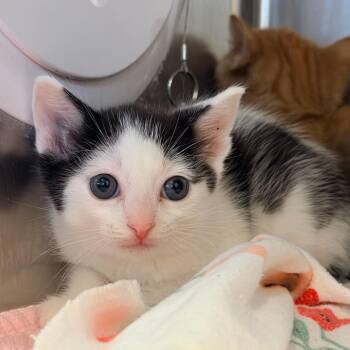 Domestic Short Hair Cats Available for Adoption in Los Angeles, California - Ravioli | PetCurious