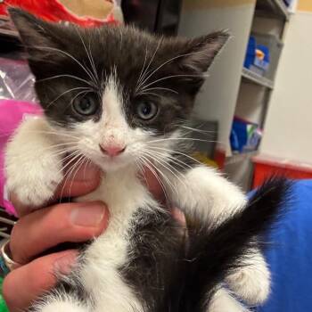 Domestic Short Hair Cats Available for Adoption in Midland, Texas - FWT Benny | PetCurious