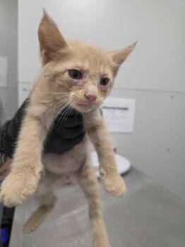 Lewis -  Domestic Short Hair Cat for Adoption in Sevierville, Tennessee - Lewis | PetCurious