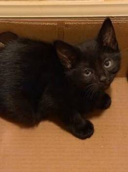 Rian -  Domestic Short Hair Cat for Adoption in Little Rock, Arkansas - Rian | PetCurious