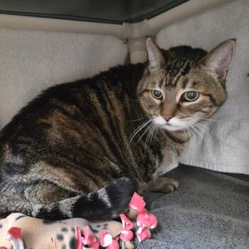 Kitty -  Domestic Short Hair Cat for Adoption in Pasadena, California - Kitty | PetCurious