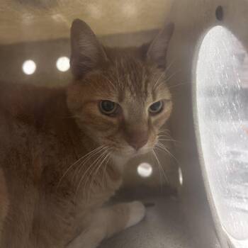 Domestic Short Hair Cats Available for Adoption in Philadelphia, Pennsylvania - Mufasa | PetCurious
