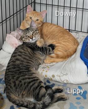 Downy and Lippy -  Domestic Short Hair Cat for Adoption in Mears, Michigan - Downy And Lippy | PetCurious