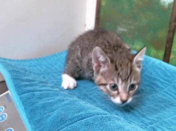 Domestic Short Hair Cats Available for Adoption in Houston, Texas - WALTER | PetCurious