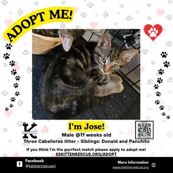 Rescue Domestic Short Hair Cats for Adoption in OSBORNVILLE, New Jersey - Jose | PetCurious