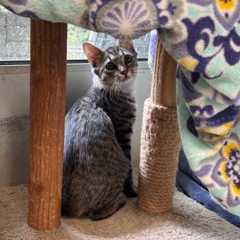 Richard -  Domestic Medium Hair Cat for Adoption in Mt. Juliet, Tennessee - Richard | PetCurious
