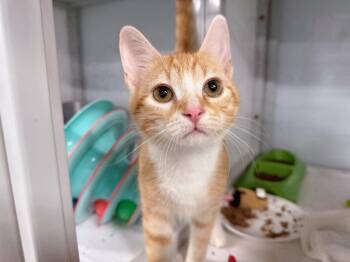 MacGyver -  Domestic Short Hair Cat for Adoption in Raleigh, North Carolina - MacGyver | PetCurious