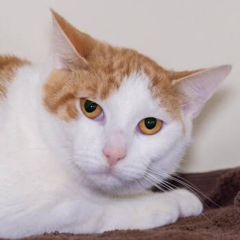 Lexy -  Domestic Short Hair Cat for Adoption in Victor, New York - Lexy | PetCurious