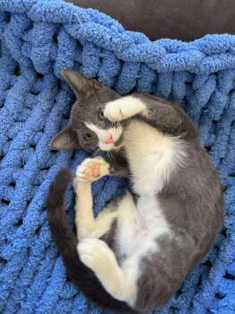 Rescue Domestic Short Hair Cats for Adoption in East Orange, New Jersey - Slate | PetCurious