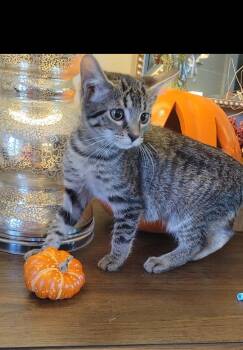 Cadiz -  Domestic Short Hair Cat for Adoption in Litchfield Park, Arizona - Cadiz | PetCurious