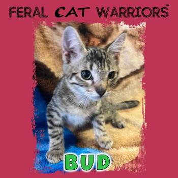 Bud -  Domestic Short Hair Cat for Adoption in Kingman, Arizona - Bud | PetCurious