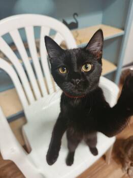 Rescue Domestic Short Hair Cats for Adoption in Varnville, South Carolina - Lucky | PetCurious