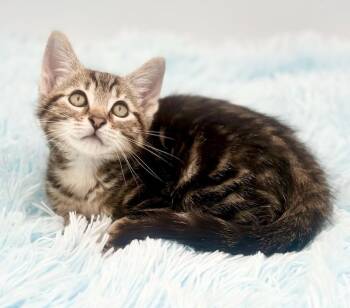 Pitter -  Bengal Cat for Adoption in Covington, Louisiana - Pitter | PetCurious