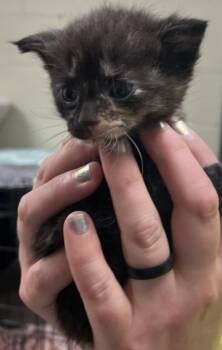 Savannah -  Domestic Short Hair Cat for Adoption in Saint Clairsville, Ohio - Savannah | PetCurious