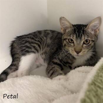Petal -  Domestic Short Hair Cat for Adoption in Yucaipa, California - Petal | PetCurious