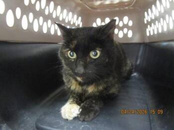 Domestic Medium Hair Cats Available for Adoption in Marietta, Georgia - (602) | PetCurious