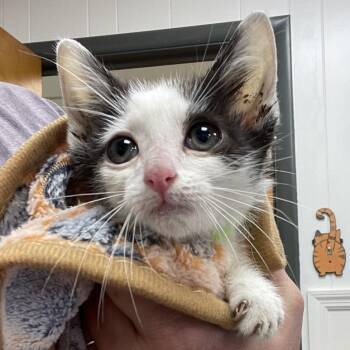 Eggo -  Domestic Short Hair Cat for Adoption in Brownsboro, Alabama - Eggo | PetCurious