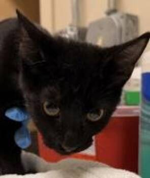 Mr. Dot -  Domestic Short Hair Cat for Adoption in Redmond, Oregon - Mr. Dot | PetCurious
