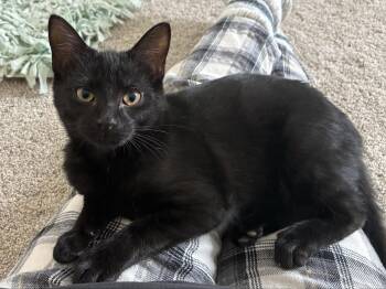 Domestic Short Hair Cats Available for Adoption - Luna Rae | PetCurious