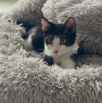 Rescue Domestic Short Hair and Tuxedo Cats for Adoption in Maitland, Florida - David | PetCurious