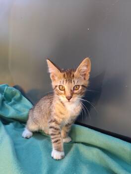 Rescue Domestic Short Hair Cats for Adoption - Andy #406 | PetCurious