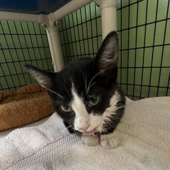 "Skully U1486" -  Domestic Short Hair Cat for Adoption in Salt Lake City, Utah - "Skully U1486" | PetCurious