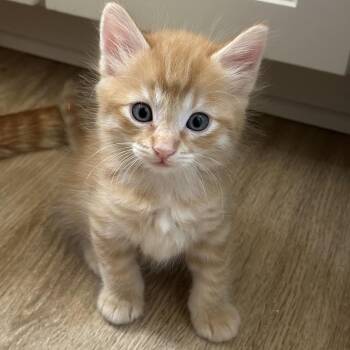 Onion -  Domestic Medium Hair Cat for Adoption in Tustin, California - Onion | PetCurious