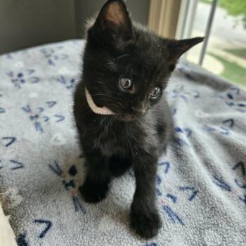 Domestic Short Hair Cats Available for Adoption in Fairway, Kansas - Santos | PetCurious